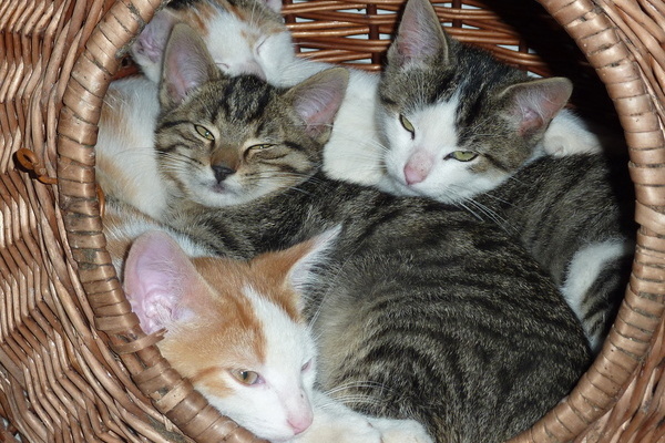 Katzen auf dem Oberh�fenhof