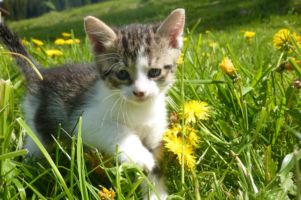 Katzenkind auf dem Farnbauernhof 