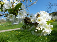 (Bildnachweis: Mit freundlicher Genehmigung der Stadt Schliengen) (Bildnachweis: Mit freundlicher Genehmigung der Stadt Schliengen)
