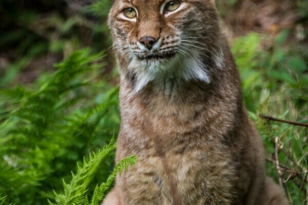 Luchs in Schwarzwaldzoo Waldkirch Copyright: (Freundeskreis' Schwarzwaldzoo e.V.)